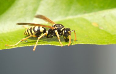 Wild european paper wasp sits on leaf macro clipart