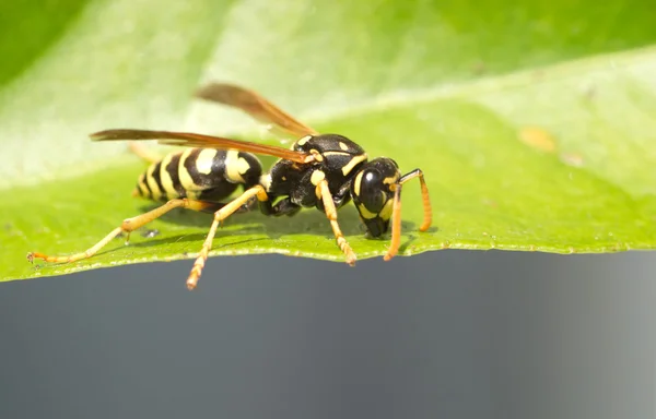 Wild Europees papier wesp zit op blad macro — Stockfoto