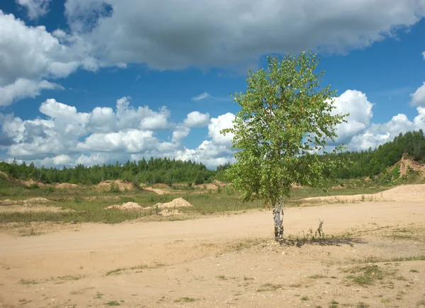 Landscape with single birch on rural sandy lang — Stock Photo, Image