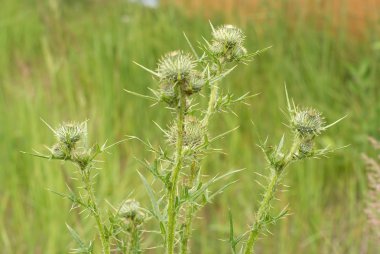 Spiny bur bush with sharp needles clipart