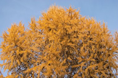 Sonbaharda birçok sarı iğne ile karaçam ağacı