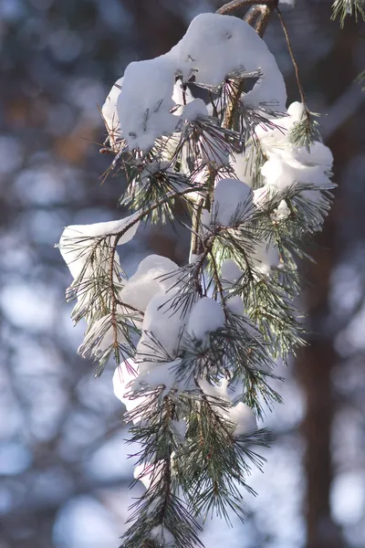 Pine branch with white snow hangs closeup — Stock Photo, Image
