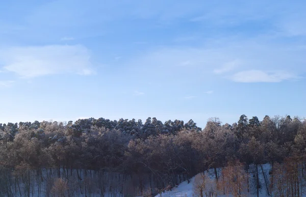 青い空の下で雪の中で凍結の冬の森のある風景します。 — ストック写真