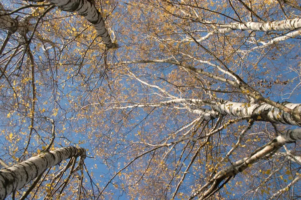 Bílé břízy na podzim pohled zdola nahoru — Stock fotografie