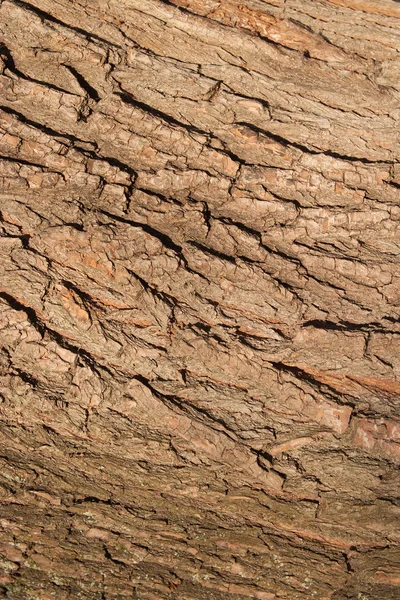Corteza de árbol marrón en el tronco del árbol de cerca —  Fotos de Stock