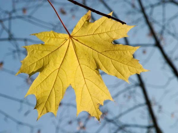 Одиночний жовтий кленовий лист на дереві крупним планом — стокове фото