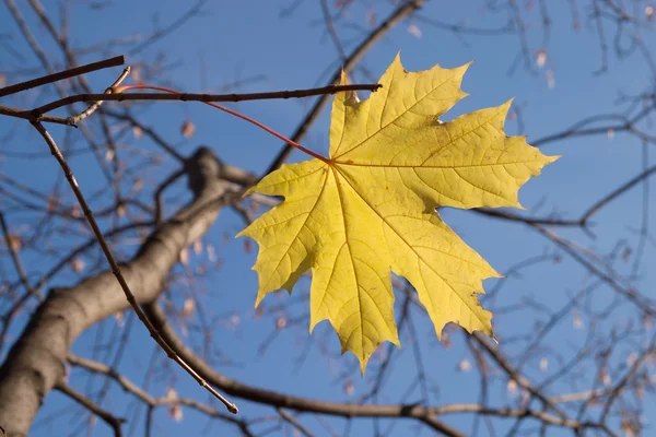 stock image Last yellow maple leaf on tree in autumn