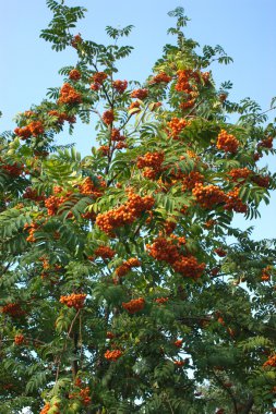 Birçok rowanberries demet izole mavi üzerinde ağaç üzerinde