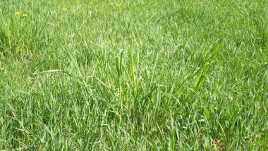 arka plan olarak yeşil çim closeup ile peyzaj