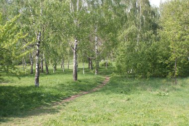 Ağaç ve orman yolu ile yaz doğa manzara