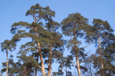 Bulutsuz mavi gökyüzünün altında yüksek çam