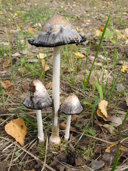 Three mushrooms toadstools in autumn — Stock Photo, Image