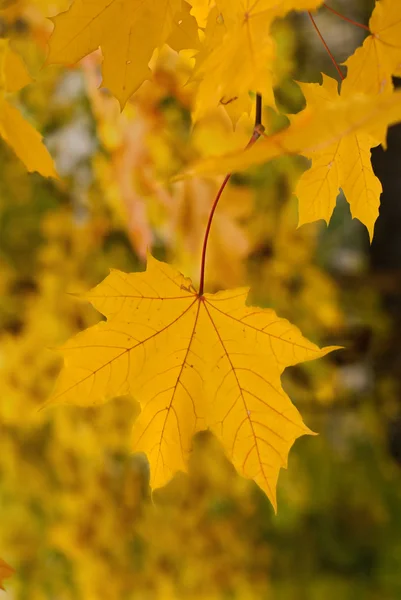 Багато жовтих кленових листя, відкритих восени — стокове фото
