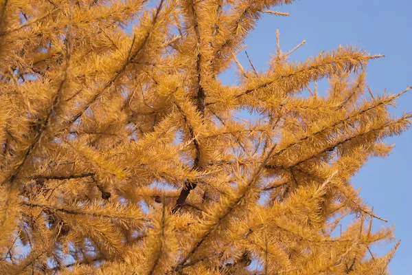 Branches de mélèze avec de nombreuses aiguilles jaunes sur le ciel bleu — Photo