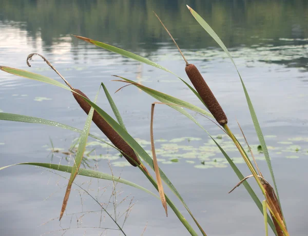 Water landscape with two brown reeds on foreground — Stock Photo, Image