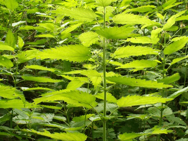 Spessore di molte ortiche scottanti primo piano — Foto Stock