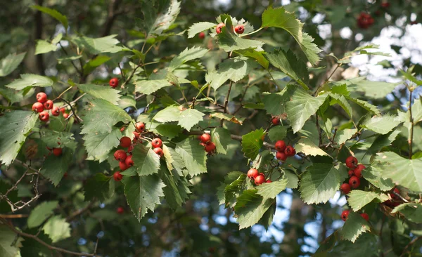Many hawthorn berries with green leaves closeup — Stock Photo, Image