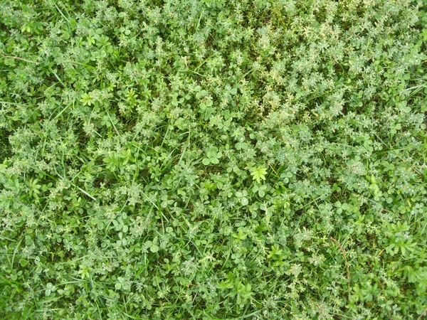 Hierba como alfombra verde natural — Foto de Stock