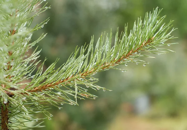 Rama de pino verde con gotas de agua — Foto de Stock