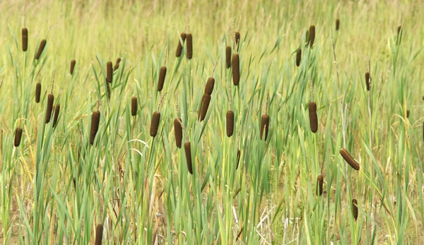 Paisaje con muchas cañas marrones en hierba verde alta — Foto de Stock