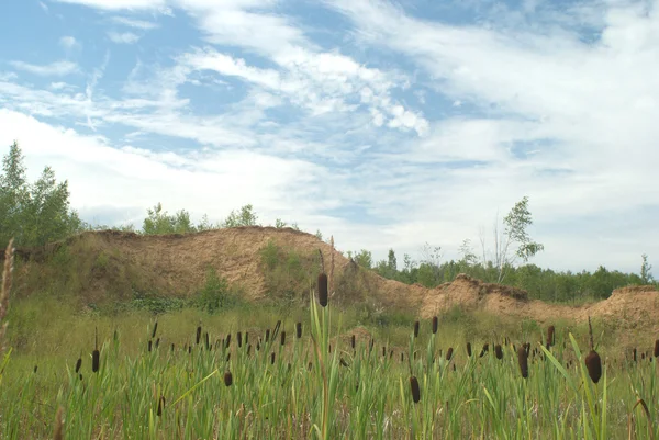 Landscape with many brown reeds and blue sky — Stock Photo, Image