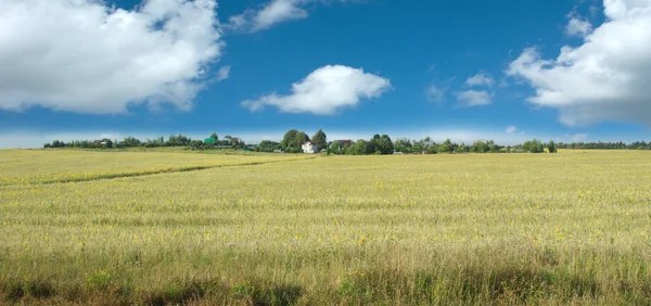 Countryside summer landscape with houses after field on skyline — Stock Photo, Image