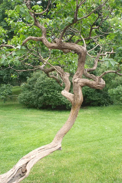 Single bent lilac tree in a park — Stock Photo, Image