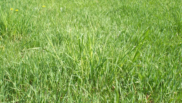 Paysage avec herbe verte gros plan comme arrière-plan — Photo