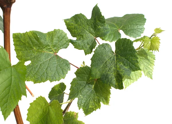 Branch with green grape leaves isolated on white closeup — Stock Photo, Image