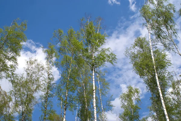 Paisagem de verão com longos vidoeiros sobre o céu com nuvens brancas — Fotografia de Stock