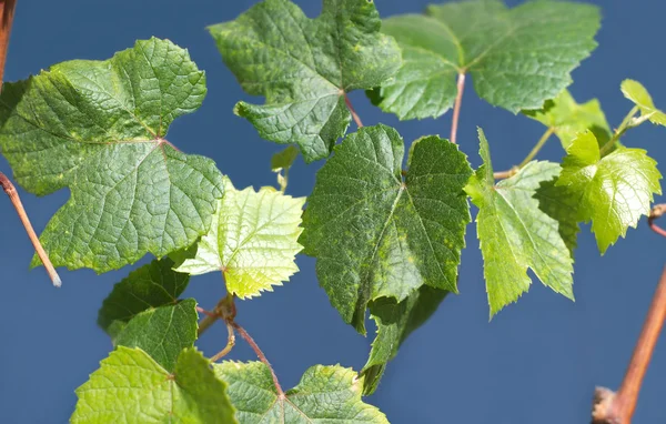 Rebenzweig mit grünen Traubenblättern Nahaufnahme — Stockfoto