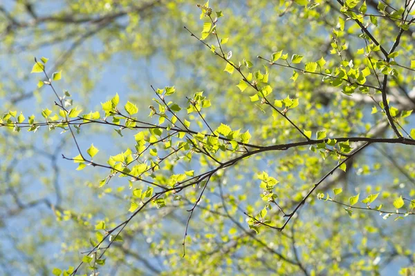 Jovem ramo de uva verde isolado em branco — Fotografia de Stock