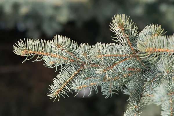 Fluffy fir branch in the forest closeup — Stock Photo, Image