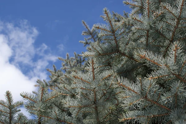 Many thick spruce deep branches over clear blue sky — Stock Photo, Image
