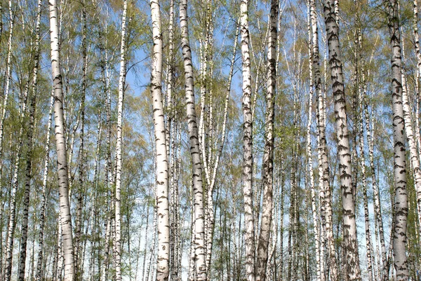 Lente landschap met vele lange witte bloei berken in bos — Stockfoto