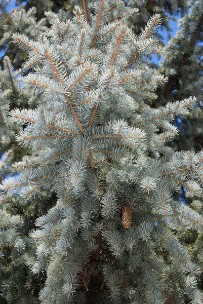 Blauwe spar-boomtak met kegels in de bos-closeup — Stockfoto