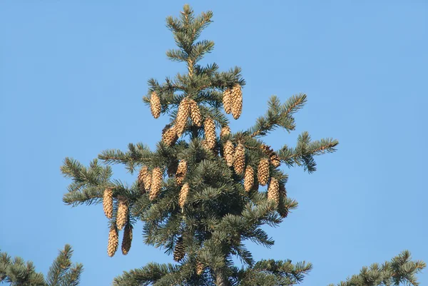 Gröna fir tree top med kottar på grenar isolerade — Stockfoto