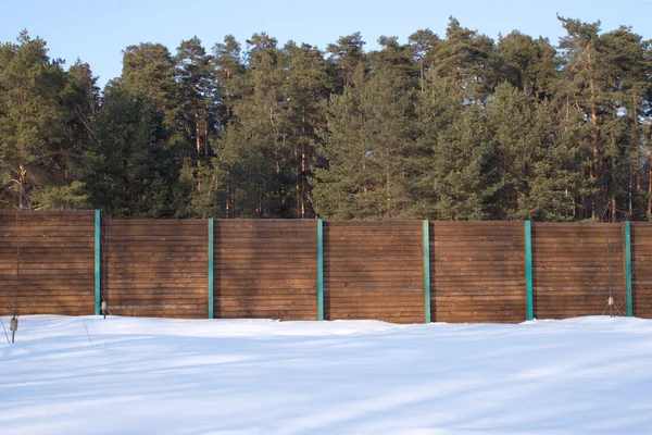 Hoher Kiefernwald unter brauner Grenze im Winter — Stockfoto