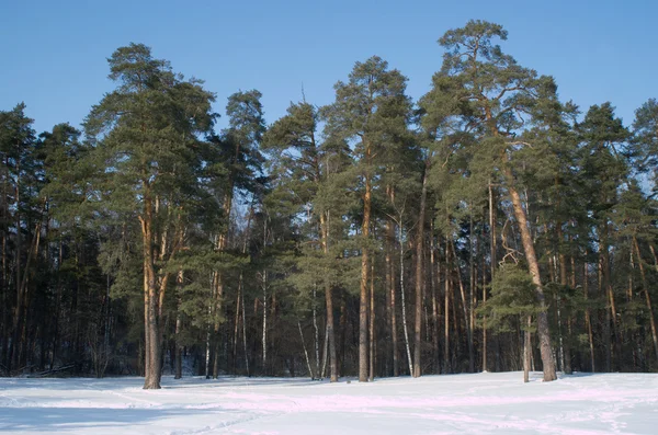 Haute forêt de pins d'hiver profonde sous un ciel bleu sans nuages — Photo