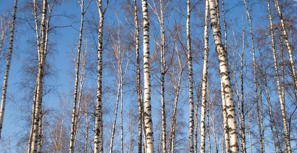 Waldlandschaft mit vielen langen weißen Birken über blauem Himmel — Stockfoto