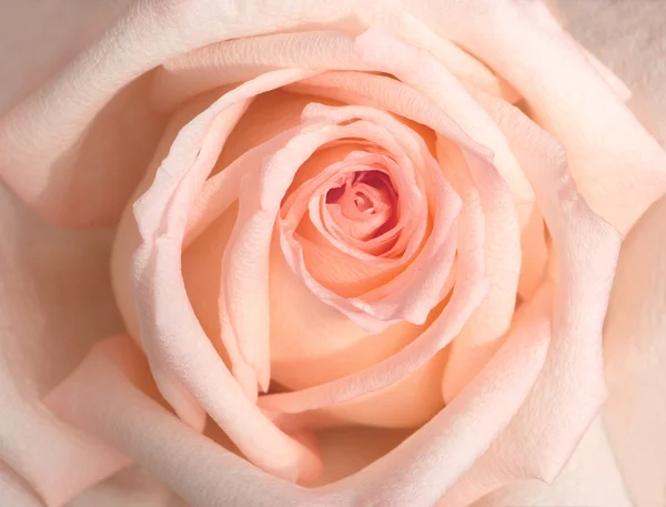 Pink Rose petals closeup — Stock Photo, Image