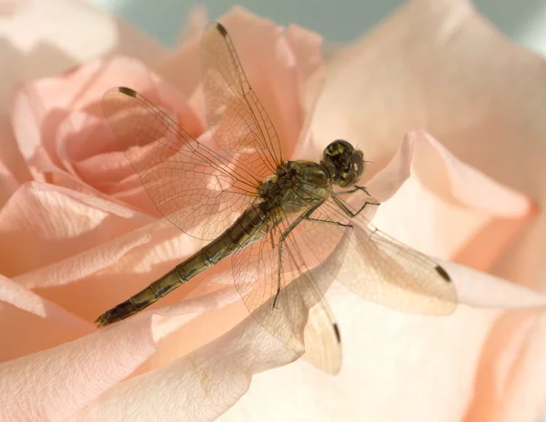 Dragonfly on flower up view closeup — Stock Photo, Image
