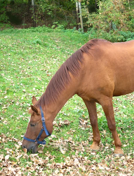 Hnědá dospělého koně žerou trávu — Stock fotografie