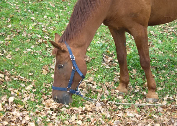 Hnědá dospělého koně jíst trávu záběr — Stock fotografie