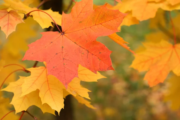 Кленове листя в осінньому лісі крупним планом — стокове фото