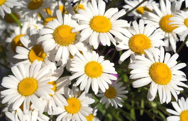 多くのカモミールの花のクローズ アップ — ストック写真