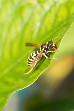 Wild european paper wasp sits on leaf macro clipart