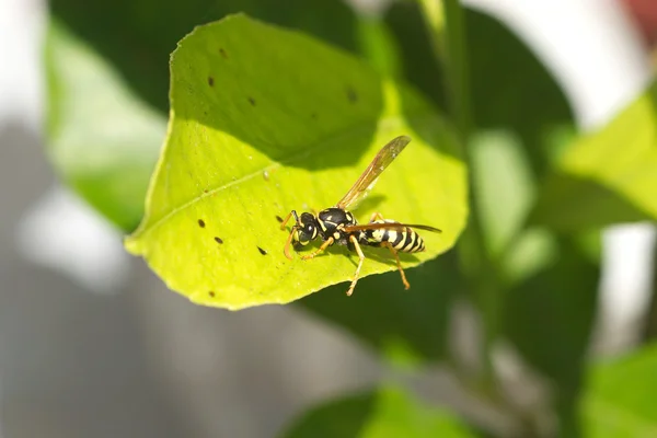 La vespa selvatica di carta europea si siede sulla macro foglia — Foto Stock