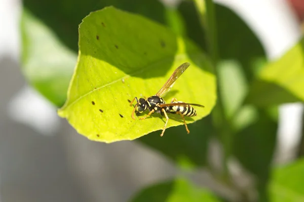 Wild Europees papier wesp zit op blad macro — Stockfoto