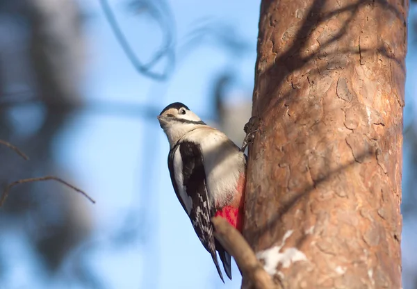 Great spotted woodpecker in winter forest — Stock Photo, Image